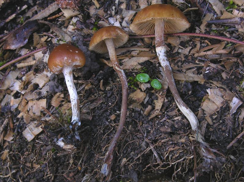 Galerina da determinare n�4.